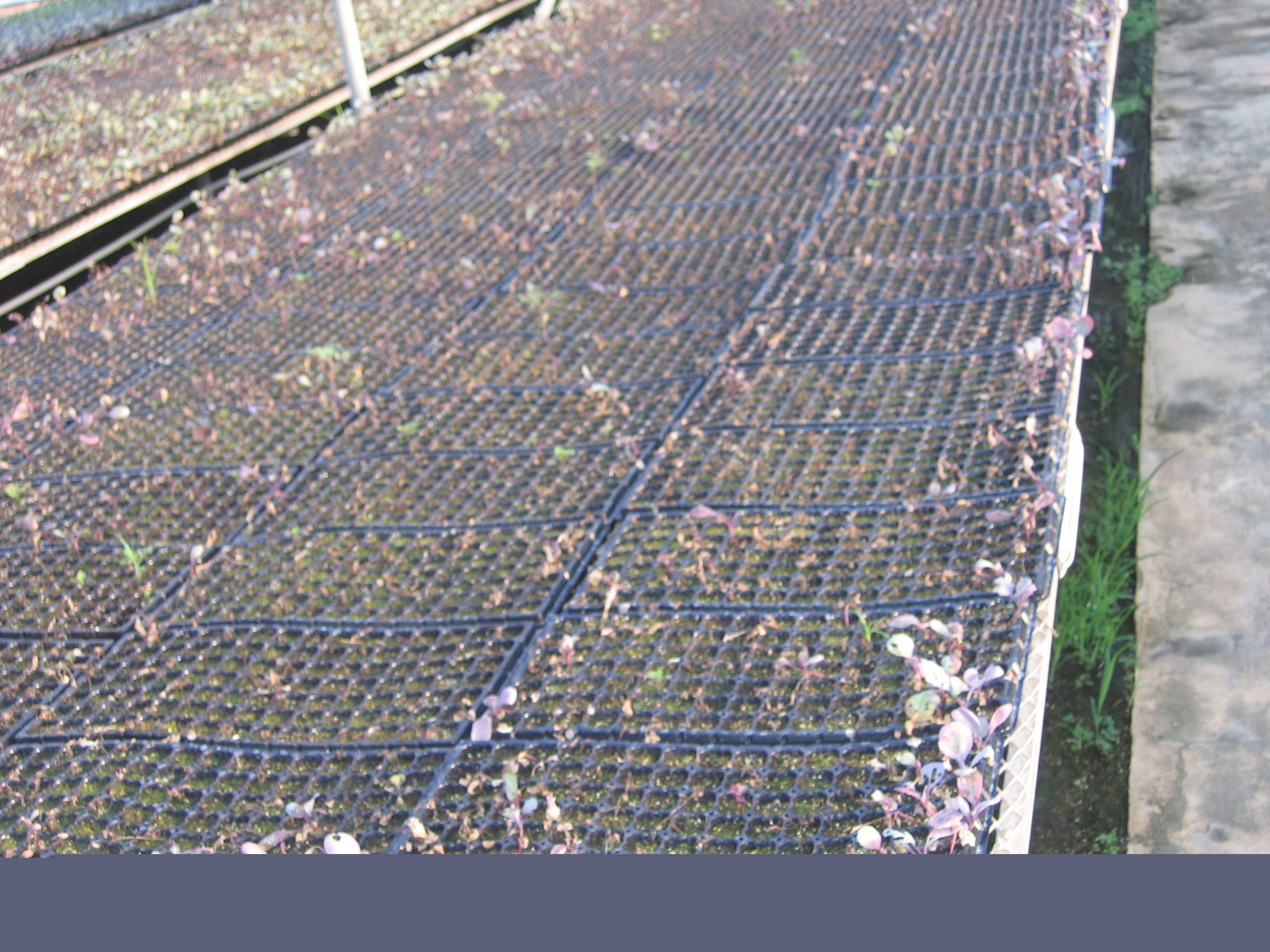 수제차 체험 행사